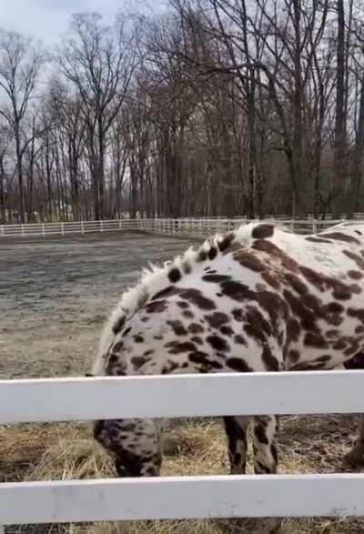 3-year-old pizzazz leopard friesian appaloosa breeding stallion