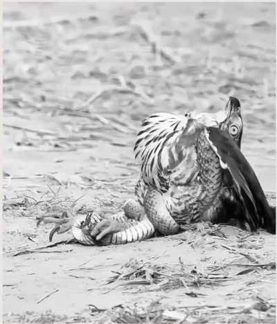 Turning the Tables: When the Prey Becomes the Predator