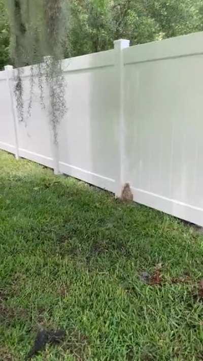 Just spent 5 grand on a new fence...