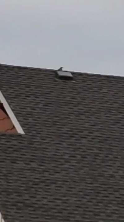 Woodpecker wake-up at 6:30 am