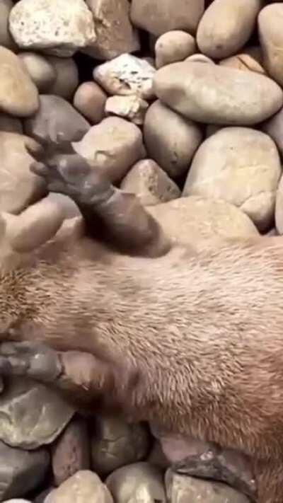 Ottertainment