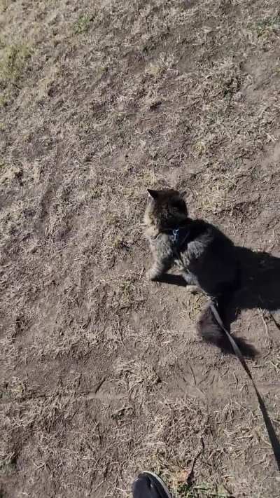 What a Dirty Derp! For some reason on our walks, this guy loves to roll in the dirt. It's gross.