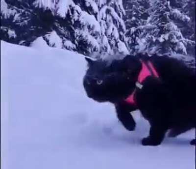 A walk on the wild side... Sound on