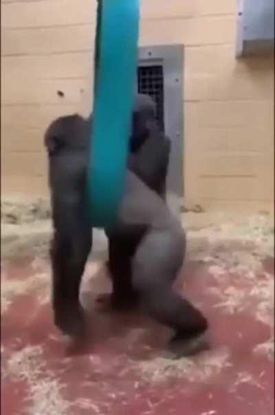 Gorillas being gorillas...