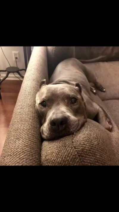 Couch hippo
