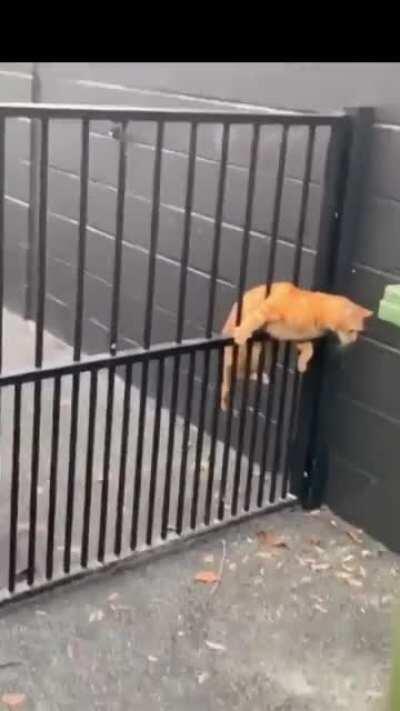 There are two types of cats