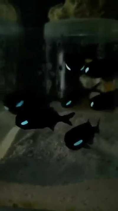 Flash Light Fish, The light organs below their eyes are filled with a symbiotic bioluminescent bacteria that can glow different colors simply by blinking