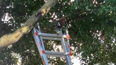 Baby green heron learns how to use ladder after falling out of tree.