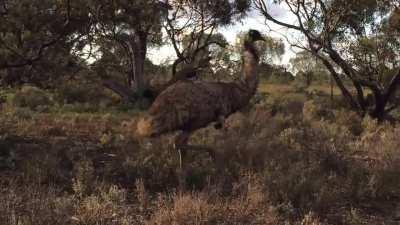 Outback camping trip