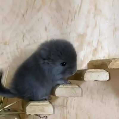 Baby chinchilla 