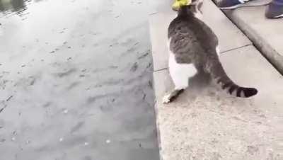 fisherman cat