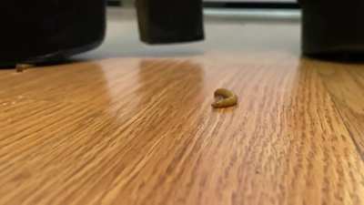 Amateur Milf Goddess Nini crushes her tiny victims in sexy platform clogs and fishnets