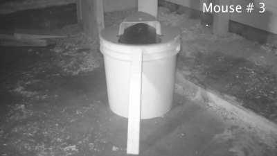 I Discovered The Greatest Mouse Trap Ever