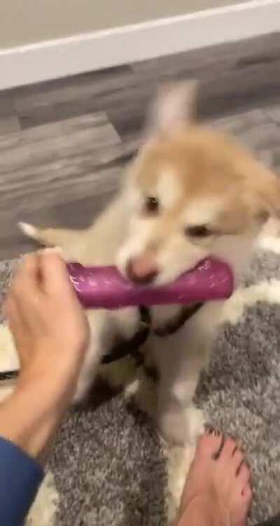 Ears. That’s it. That’s the title.