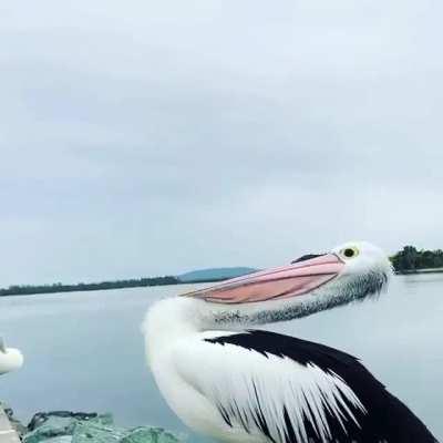 A pelican yawning