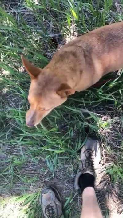 My dog was sniffing out the wild hemp on our hike and loved eating the leaves. I got a huge kick out of it, every time I watch this video I laugh.
