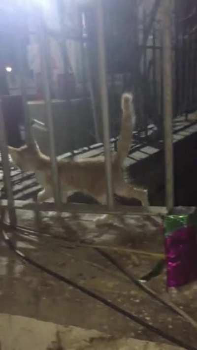 This little guy became a resident where we were working, video is from the first time I saw him.