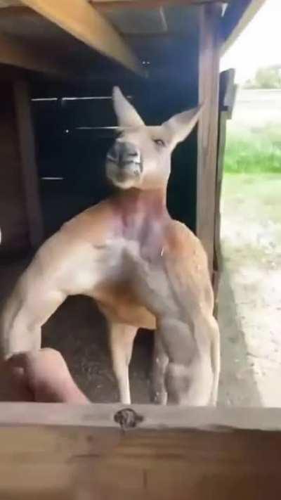 This kangaroo's muscles