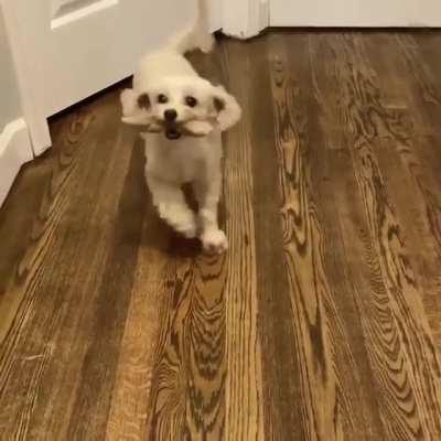 Puppy dance