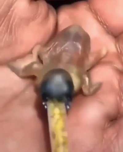 A baby Gouldian Finch. It's a bird..