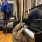 Jazz dog! She really knows her tunes.