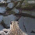 Leopard freaks out when it sees a new camera in it's enclosure