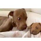 Dog reacts to his new little brother