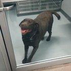 Uncontrollable tippy-taps right before adoption ❤️