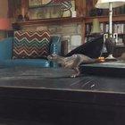 Jurassic Park (1993)