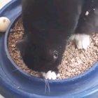 Cats are hilarious assholes.