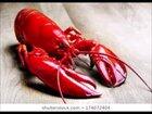 Lobster