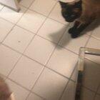 My coworkers got me a cat pillow and I don’t think my cats like it