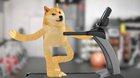 Doge on treadmill