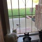 An overly enthusiastic pupper