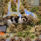 Giant Kitty Terrorizes A Town