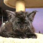 Cat looks human