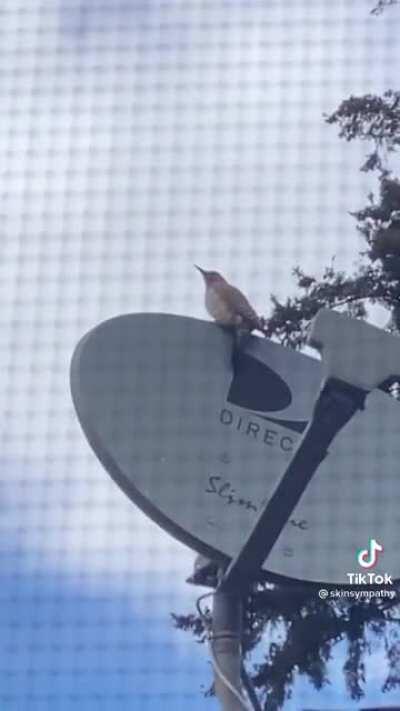 Woodpeckers at their finest