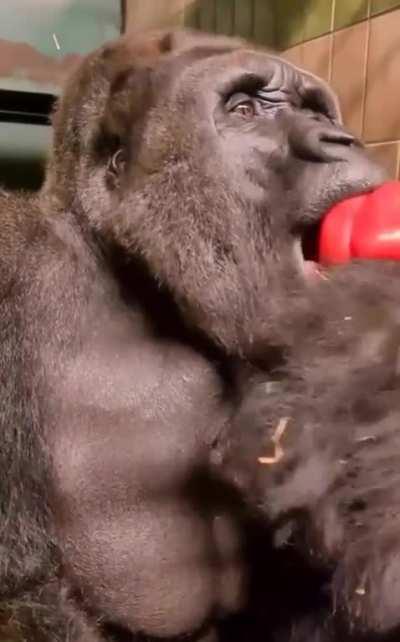 Gorilla's lunch interrupted by fart