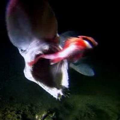 The goblin shark, living at extreme depths of up to 1,300 meters, extends the elastic ligament tissue that its teeth are connected to out of the mouth to catch and pull back in prey.