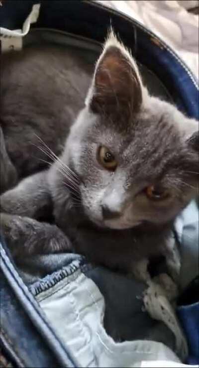 I left some shorts alone for literally 1 minute.