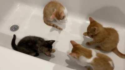 Such smart foster kittens, they already know to have their baths in the bath tub 🛁