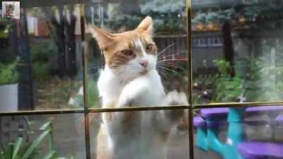 Spent 30 minutes asking to go outside. Not 2 minutes later he's back and yelling at me to be let back in. My favourite part is when his brother wanders over, just stares at him, and then leaves lol