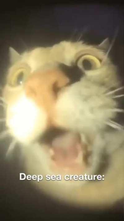 i am a marine biologist. this is new fish