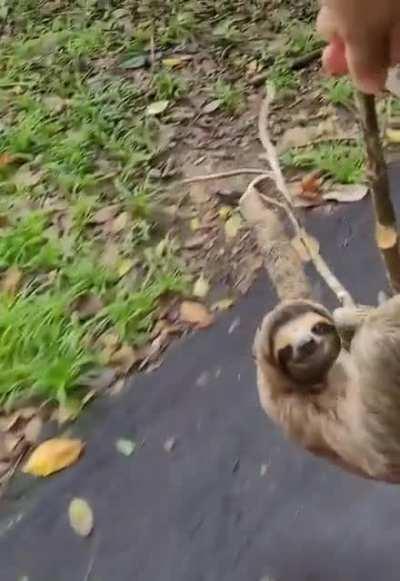Helping a sloth out of the road