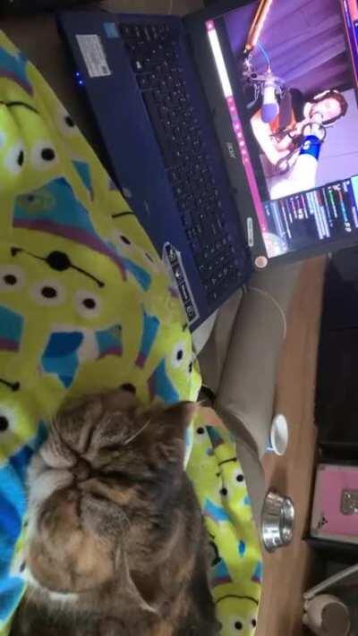 you may remember Claudio the cat, who enjoys when Kevin sings on stream. Well this is Suki, his sister completely unphased by tonight’s hype train.