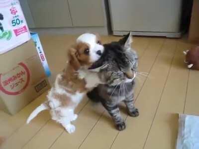 to get the cat to play