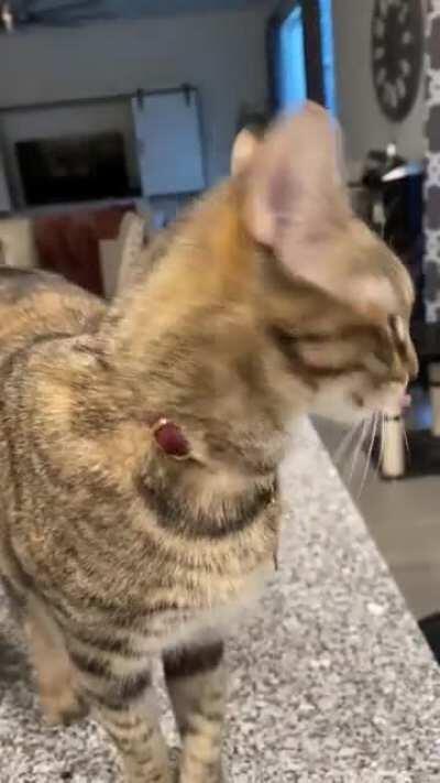 Talking Willow. Some squeaks, yells and monkey noises 🐒