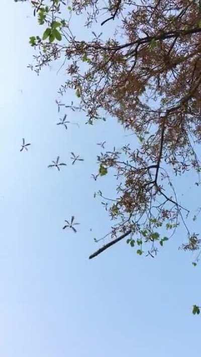 Sementes aladas (Shorea siamensis) caindo da árvore para se dispersarem