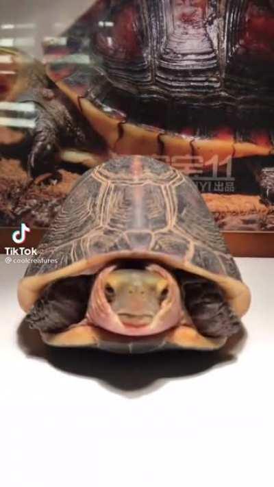 Thanks I hate tortoise foreskin