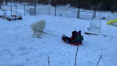 Is this how being a sled dog works ?